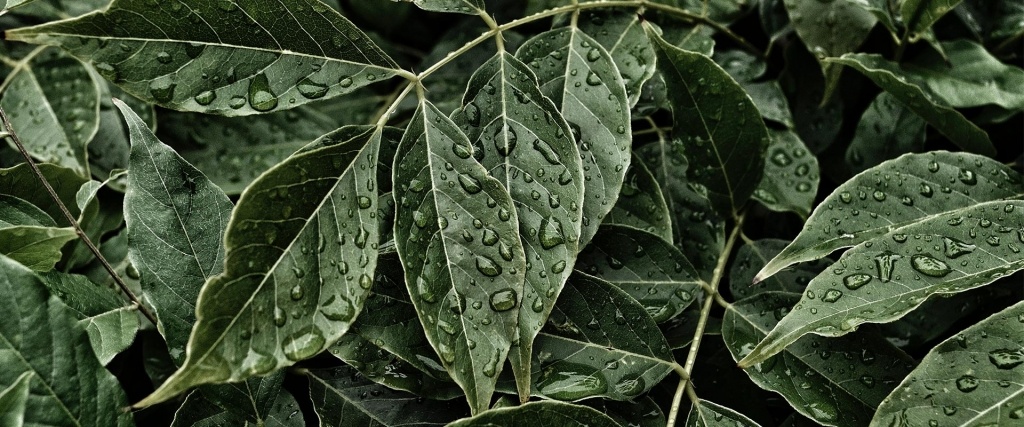 1 Moj. knjiga – TEst sermon Youtube in folder forth